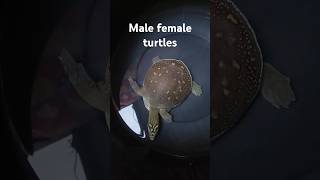 Flapshell Turtle Male Female Differences [upl. by Ahserkal]