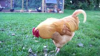 Jake my Buff Orpington Crowing [upl. by Bloch197]