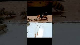 Giant Hornet vs Japanese Honeybee A Fierce Encounter in Nature [upl. by Yddub]