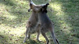 Wallaby fight [upl. by Eniarda]