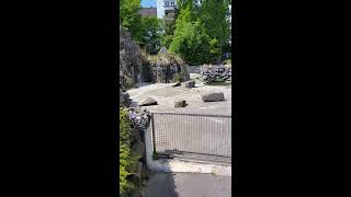 😂😂😂 Seelöwen mit Langeweile 1  Sea Lions vs Boredom 1  Zoo Cologne  Funny Vid [upl. by Sualokcin]