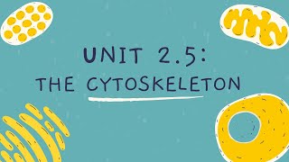 Unit 25 The Cytoskeleton [upl. by Asatan]