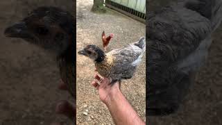 കോഴിക്ക് മരുന്ന് മേടിക്കാൻ പോയപ്പോൾ farmer chicken farming medical [upl. by Garett]