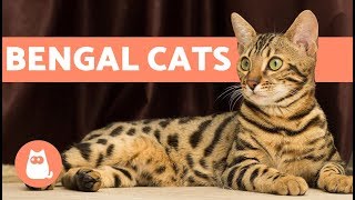 Bengal Cat – Characteristics and Character [upl. by Aisitel]