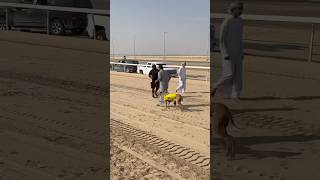 Saluki Greyhound dog racing arabian style saluki race landcruiser greyhound arabia traditon [upl. by Laux176]