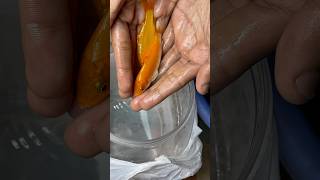 Bottal k andr se machliya nikal di aquarium petfish petsvlog aquascape pets goldfish [upl. by Patt]