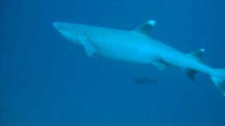 Swimming close to a White Tip Reef Shark [upl. by Chev524]