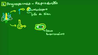 Formação do zigoto das Angiospermas  Botânica  Biologia [upl. by Asertal149]