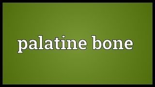 Palatine bone Meaning [upl. by Giacobo]