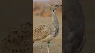 Houbara Bustard A Brief Introduction  Taloor Bird A Brief Introduction  Taloor Bird And Ecosystem [upl. by Ricarda966]