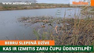 Bebru slepenā dzīve Kas ir izmetis zaru čupu ūdenstilpē Medījamie dzīvnieki [upl. by Duntson]