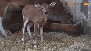 Banteng azjatycki bos javanicus z wrocławskiego zoo [upl. by Lladnyk828]