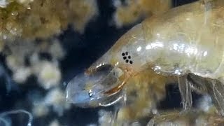 Desmopachria Larva Feeding on Ostracods Predaceous Diving Beetle [upl. by Bee]