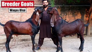 Giant Nagra Breeder Goats Of Waqas Bhai Lahore 2024  Bakra Mandi [upl. by Inanaup]