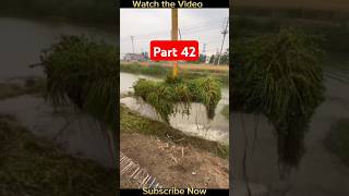 মাছ ধরার নতুন টেকনিক Part 42 viralvideo video fish shortvideo short RoadplanettheRealRC [upl. by Damalas]