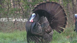 85 Turkeys in 8 Minutes  Turkey Hunting [upl. by Alleb]