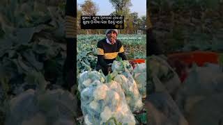 Kanvarji vadhaniya  ખેડૂત સેલીબ્રિટી  new gujarati short videos farmer farming [upl. by Naawaj]