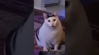 Cat memes edit [upl. by Ameen6]