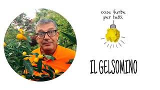 COSE FURBE PER TUTTI Il Gelsomino falso gelsomino o trachellospernum [upl. by Amehsat]