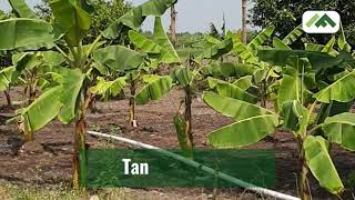 Farm Land Sale in Chengalpattu Near Chennai chengalpattu farmlandforsale farmland farmhouse [upl. by Lyrahc862]