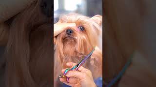 Total transformation of a yorkshire terrier ✂️❤️🐶scissor grooming [upl. by Moguel]