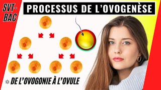 Ovogenèse chez la femme comment se forment les ovules [upl. by Herzog]