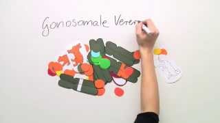 Gonosomaler Erbgang Biologie  Biologie  Genetik [upl. by Dino]