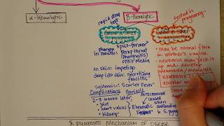 Streptococcus Betahemolytic [upl. by Cindie]