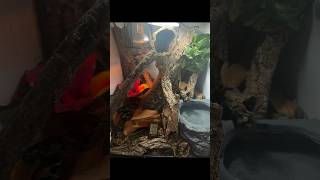 LEACHIE GECKO SETUP‼️ BIOACTIVE MUST WATCH leachieanus gecko [upl. by Torre]