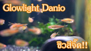 Glowlight Danio ปลาซิวสีจี๊ด [upl. by Enelaehs]