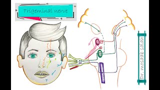 What is the Mandibular Nerve preview  Human Anatomy  Kenhub [upl. by Rorry]