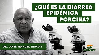 ¿QUÉ ES LA DIARREA EPIDÉMICA PORCINAEntrevista Dr José M Lescay [upl. by Hertberg871]