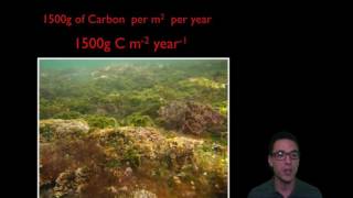 Unit 3 Energetics of Marine Ecosystems Part 1 [upl. by Haldeman]