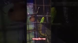 chiria🦜🐦🦜🐦পাখি কে কেনা ভালোবাসেUL nije ja bujhi [upl. by Spalding399]