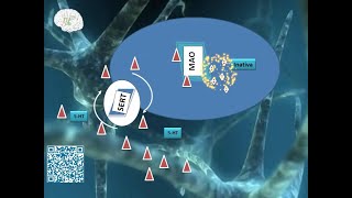 RECAPTAÇÃO DE SEROTONINA 5HT – NeuroPsyPharm Neurociências e Psicofármacos e Saúde Mental [upl. by Arbua]