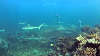 Shark Cleaning Station  Coral Bay [upl. by Tillinger743]