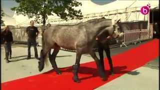 Le spectacle canadien équestre quotCavaliaquot est à Bruxelles [upl. by Eugnimod]