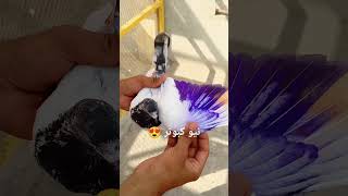 pigeon😍 kabootar baza for you videos ♥️♥️🥰 kabootar desi kabootar pigeon ♥️🐦♥️🐦♥️🐦 new [upl. by Pompei]