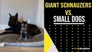 Giant Schnauzers vs Small Dogs [upl. by Yrocaj]