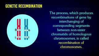 Chromosome Mapping  Gene Mapping [upl. by Sankaran907]