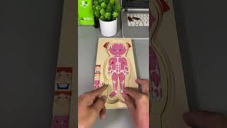 Interesting puzzles help you learn about body organs and structures [upl. by Yedok187]