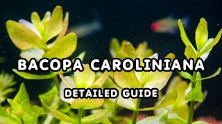 BACOPA CAROLINIANA DETAILED GUIDE  AQUATIC PLANT BACOPAs GUIDE FOR BEGINNERS [upl. by Kirshbaum]