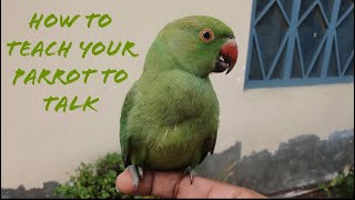 How To Teach Your Parrot To Talk  Parrot Talking Training  Tips for Teaching Your Parrot to Talk [upl. by Armalda]