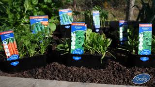 How to grow quick harvest Spring veggies [upl. by Veronike]