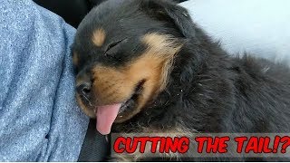 CUTTING DOG TAILS  Rottweiler and Doberman reasons  Wildly Indian [upl. by Adlar]