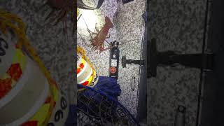 Catching lobster Southern California fishing fishingmethods fishingvideo fishingtechniques [upl. by Standley]