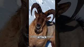 Golden Eagle vs Himalayan Ibex A Predator’s Ruthless Hunt shorts viralvideo [upl. by Hsara113]