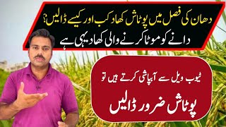 How to use potash fertilizer in rice crop  Abid Ali Agrarian [upl. by Ellehcin]