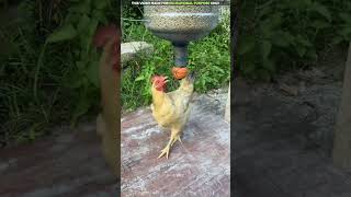 अब मुर्गियों को दाना डालने की जरूरत नहीं 🐔 [upl. by Essyle]