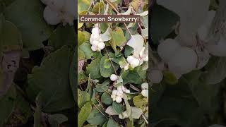 Symphoricarpos Albus or also called Common Snowberryshorts [upl. by Burack96]